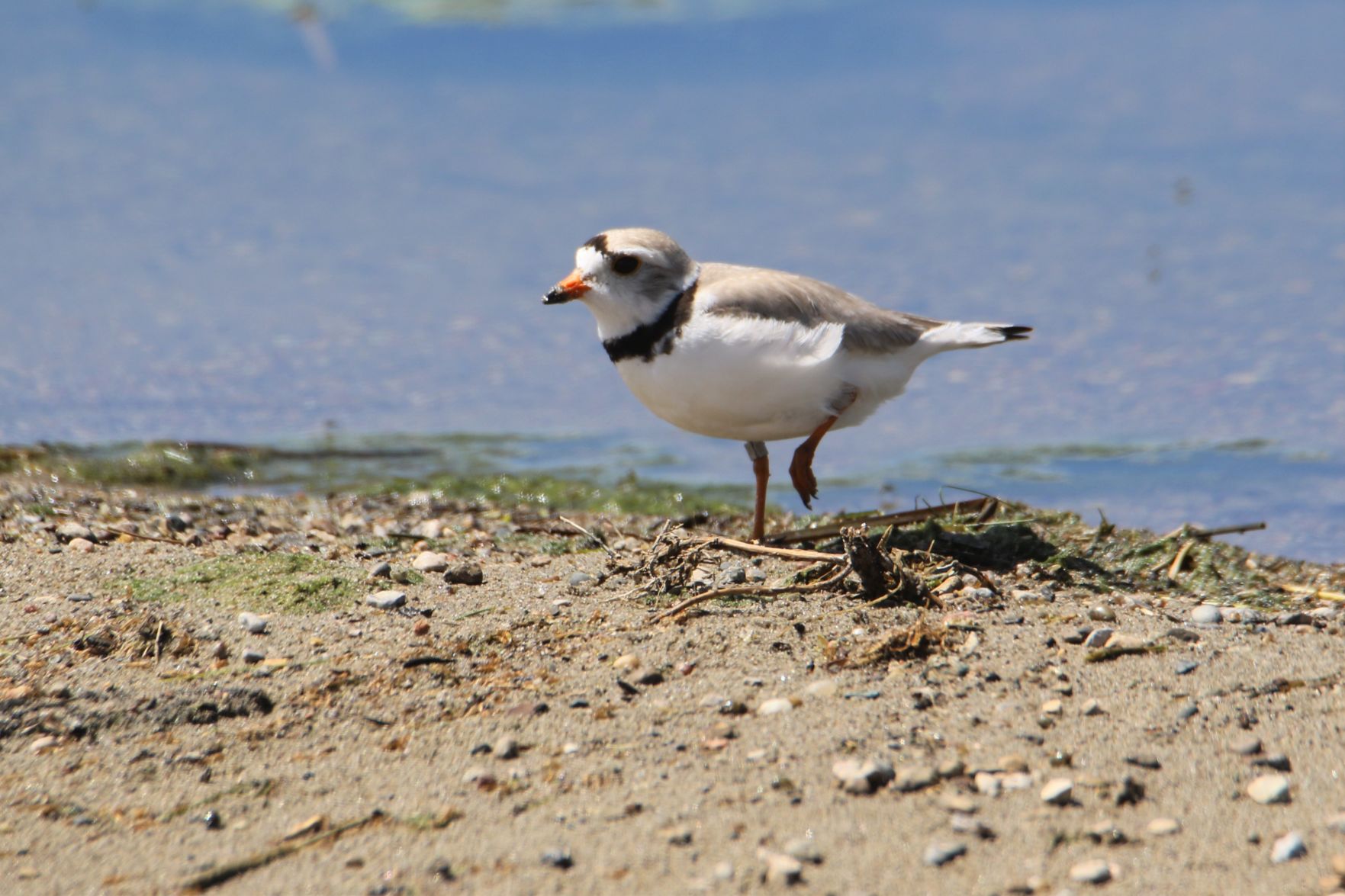 Piping Plover
